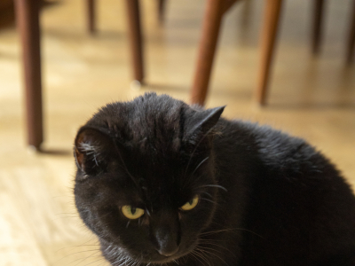 Övrig - Cat/Kimchi